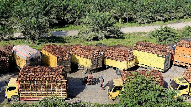 Fresh oil palm fruit bunches await transport in West Kalimantan, where low river levels have disrupted deliveries to processing mills. -  | File Photo