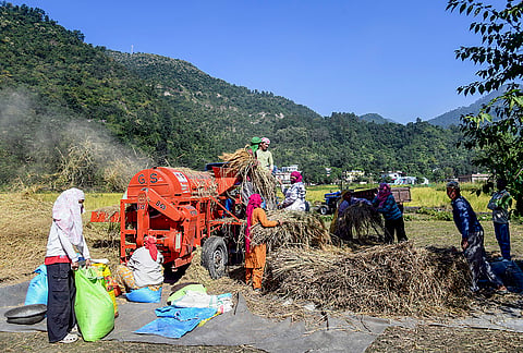 Agricultural workers use a threshing machine to process harvested paddy crop in a field, in Dehradun.
