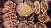 India Ranks 100th In Global Hunger Index, Behind Bangladesh and Nepal But Ahead of Pakistan