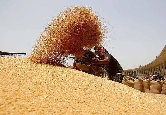 Rising CO₂ May Change Wheat Proteins, With Implications For Food Quality And Health: Study