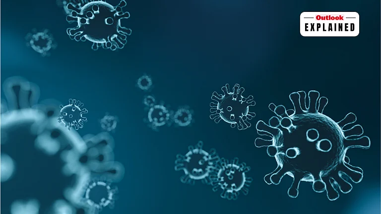 Shamonda Virus Explained: How An Animal-Borne Virus Infected A Human In France - null