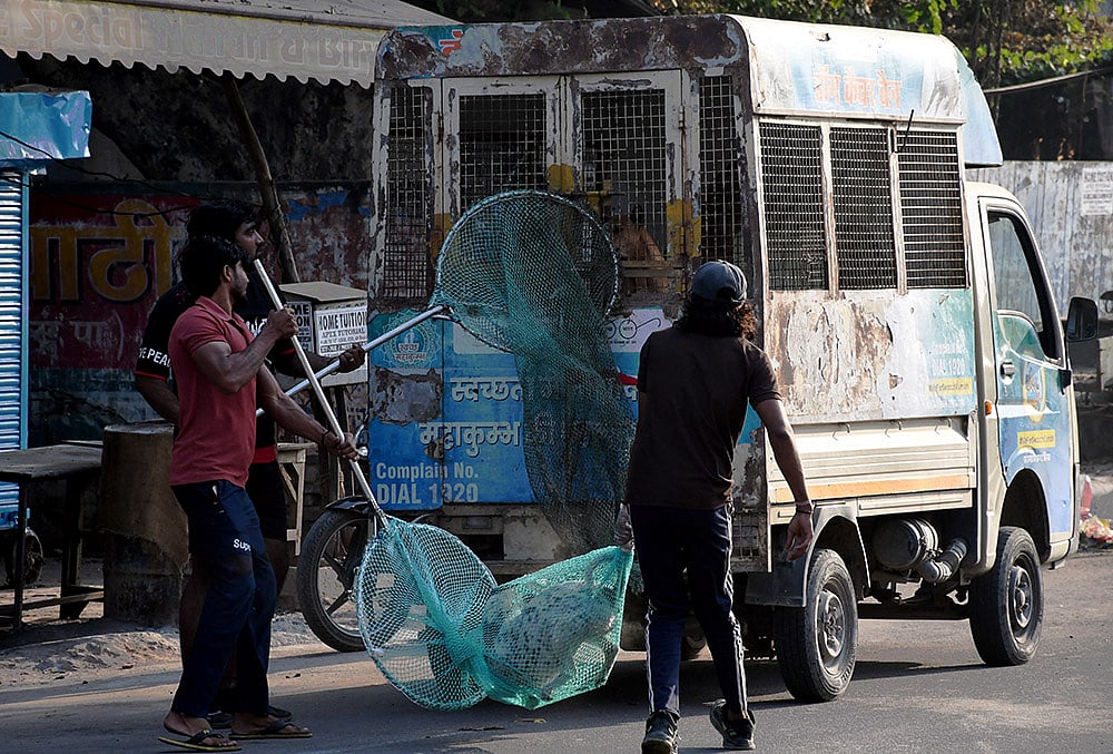 Municipal workers catch street dogs