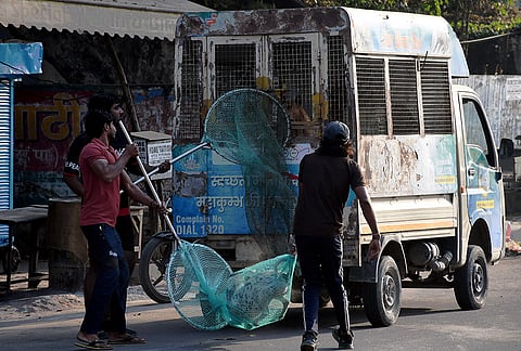 Municipal workers catch stray dogs along a road, in Prayagraj, Uttar Pradesh.