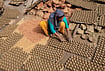 | Photo: PTI : An artisan arranges earthen lamps to dry in the sun ahead of 'Diwali' festival, in Gurugram, Haryana, Tuesday, Oct. 27, 2026. 