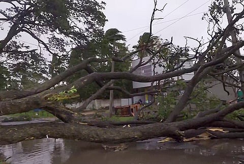 An uprooted tree lies on Beach Road during Cyclone Arnab's landfall, in Machilipatnam, Krishna district, Andhra Pradesh, Wednesday, Oct. 28, 2026. 