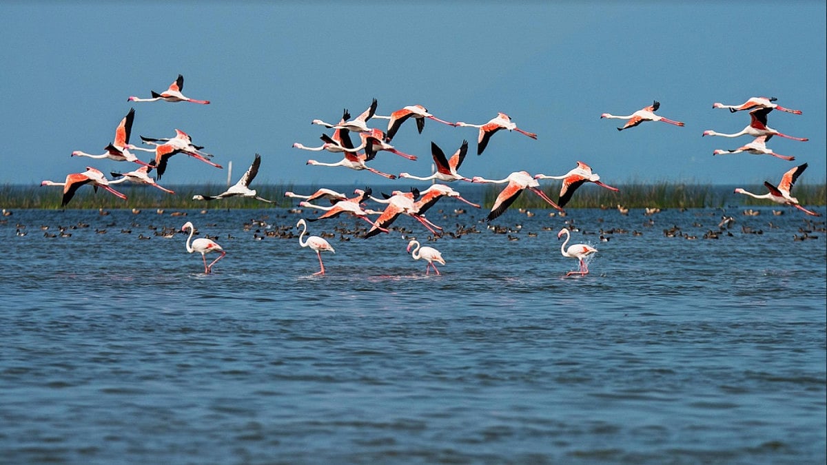 1 Held For Poaching In Chilika