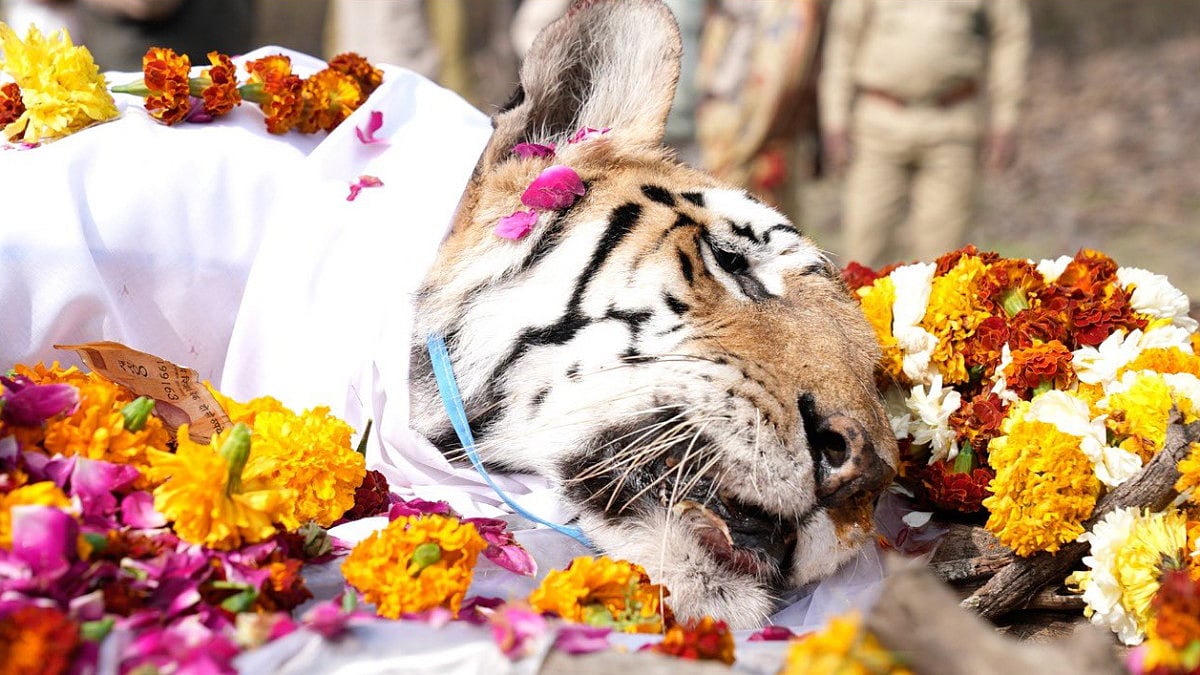 Super Mom Tigress, also known as Collarwali and Mataram gave birth to 29 cubs.
