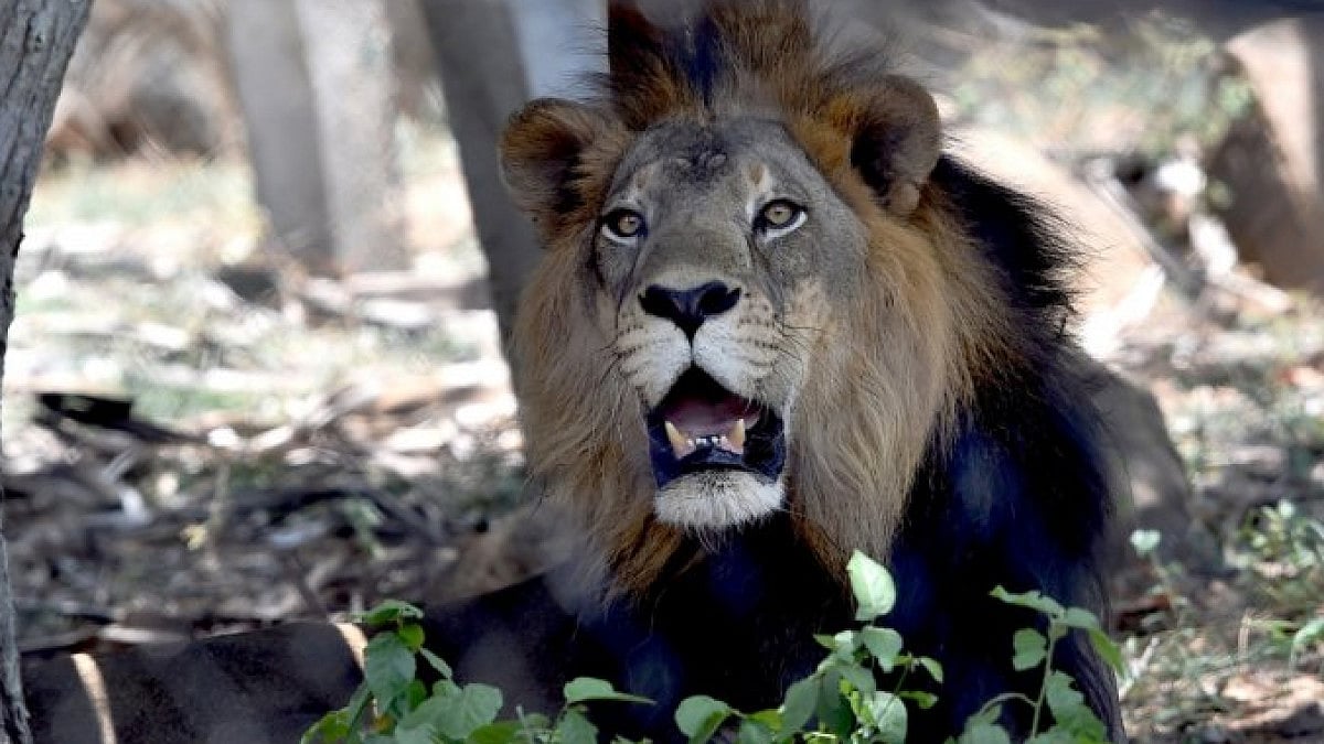 Animal handlers are infecting Lions with the Delta variant of the coronavirus in South Africa