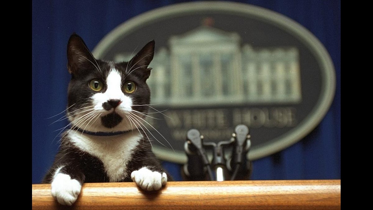 Former US President Bill Clinton's cat Socks peers over the podium in White House.(File photo)