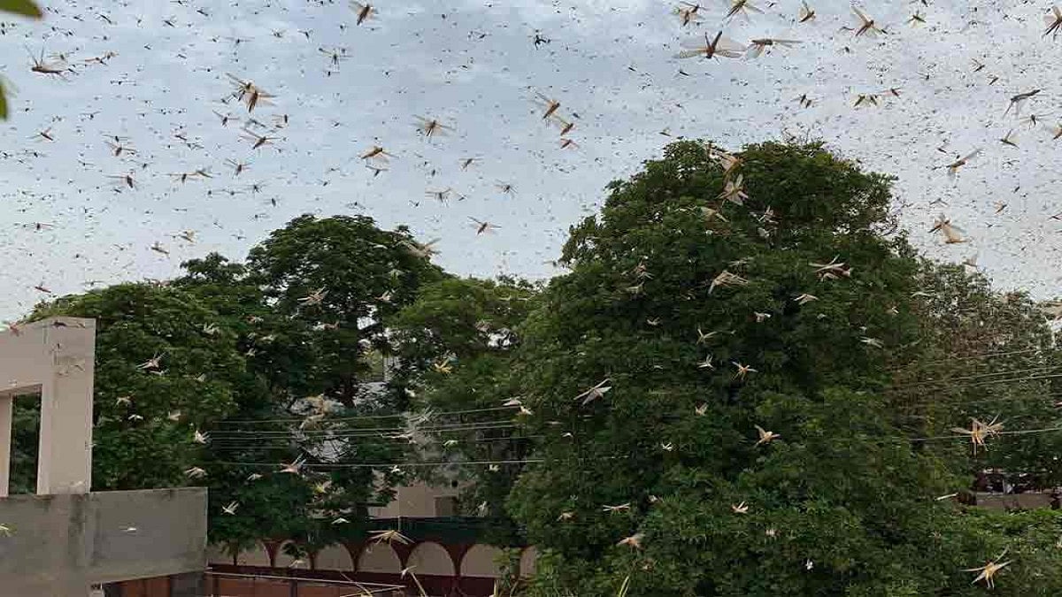Swarms Of Locusts Reach Gurugram