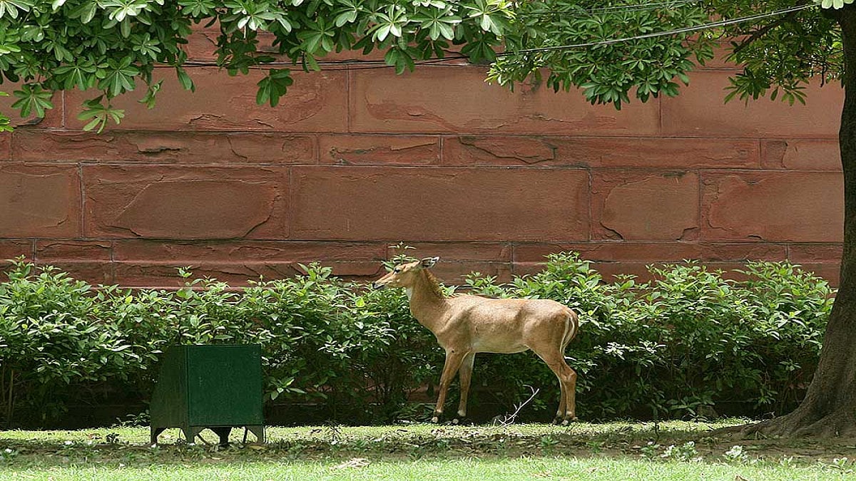 Lutyens Four-Legged Visitor