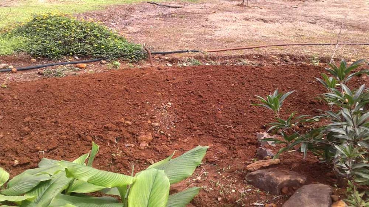 Grow Your Own Vegetables, In A Home Garden