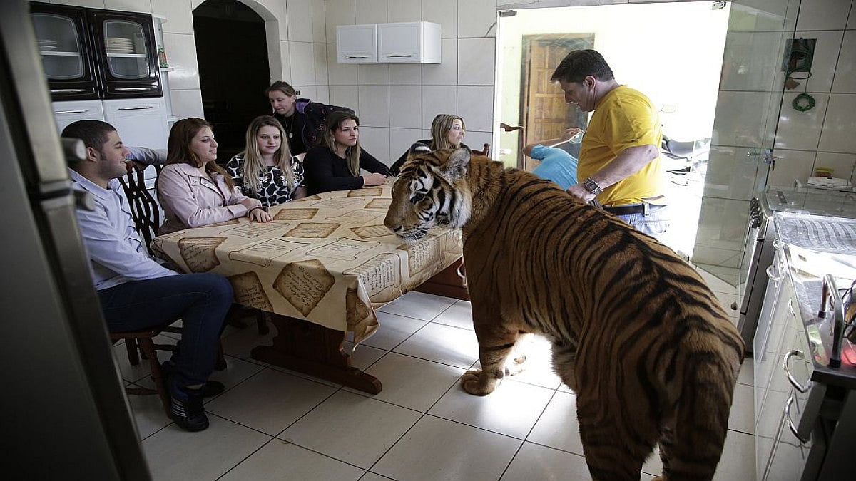 Living With Tigers