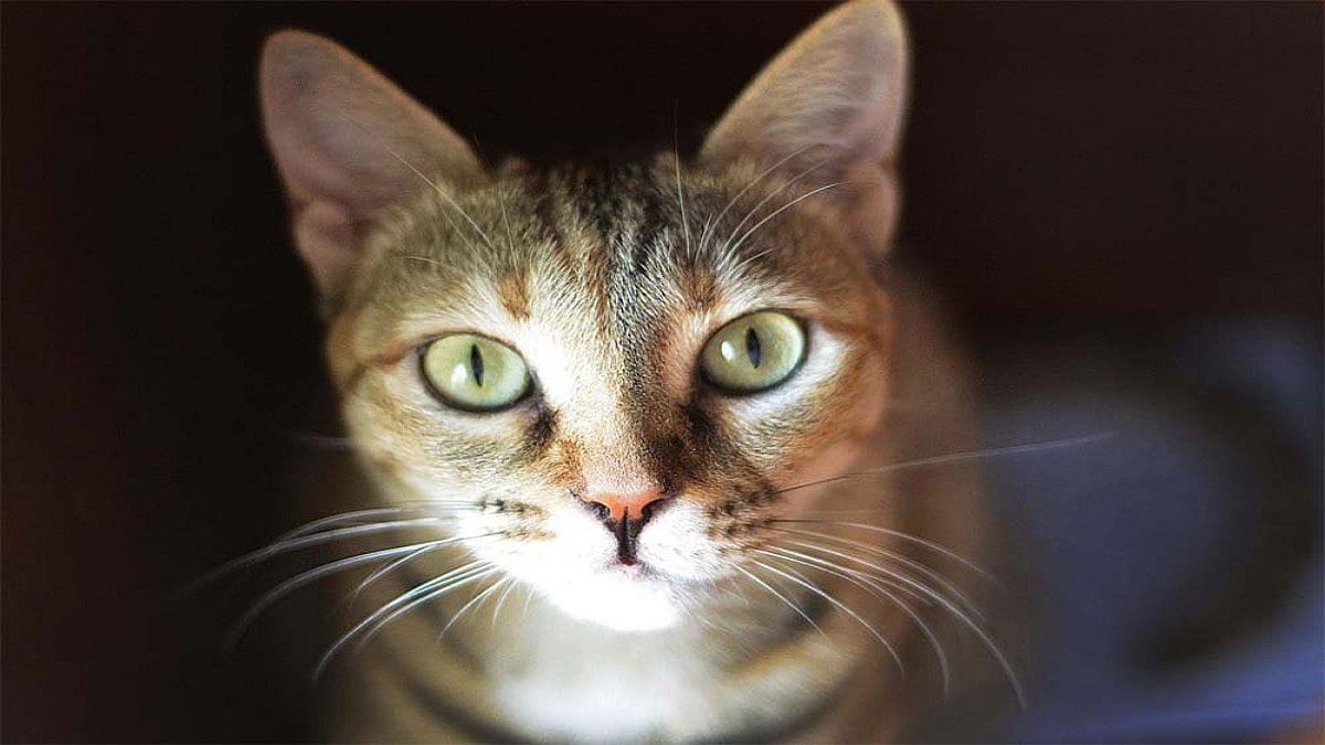 International Cat Day 2021