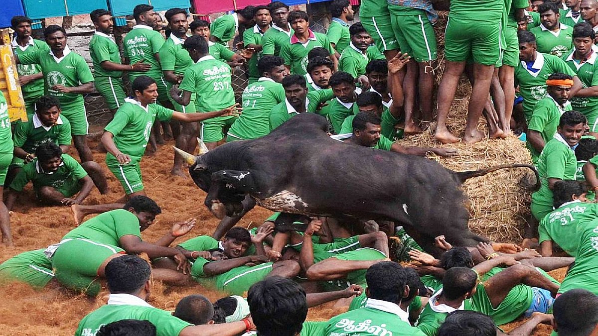 Jallikattu