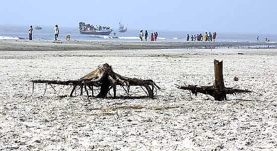 The Sea And The Swamp