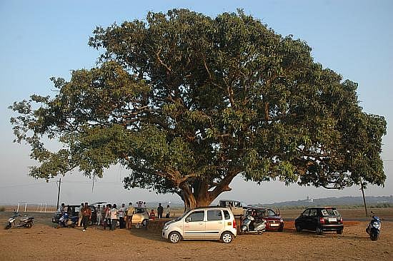Goa Diary