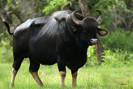 Those Cascading Gaurs