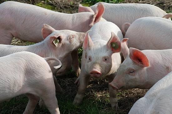 Piggery Pokery