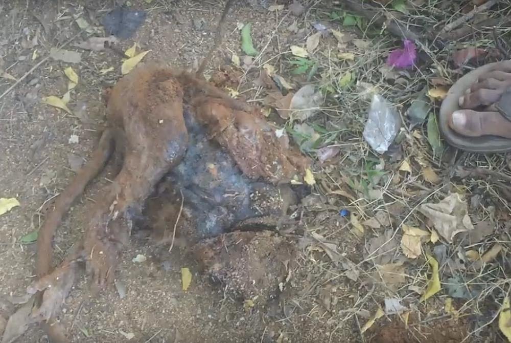 Lessons In Torture: Vellore Medicos Tie Monkeys Arms, Club It, Put Rod Into Its Anus And Bury It