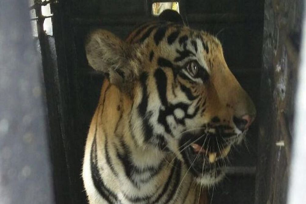 Man-Eating Tigress, Which Faced Shoot-To-Kill Order, Dies Of Electrocution