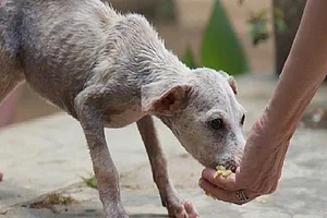 Mumbai: Sisters Beaten Up, Molested For Feeding Stray Dogs Inside Housing Society