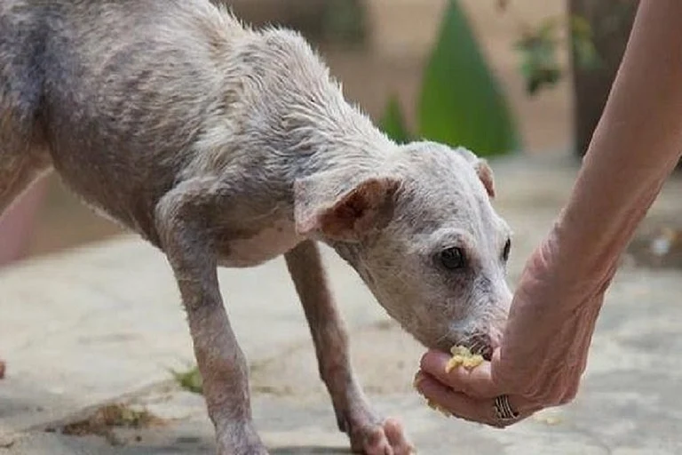 Mumbai stray dogs. - null