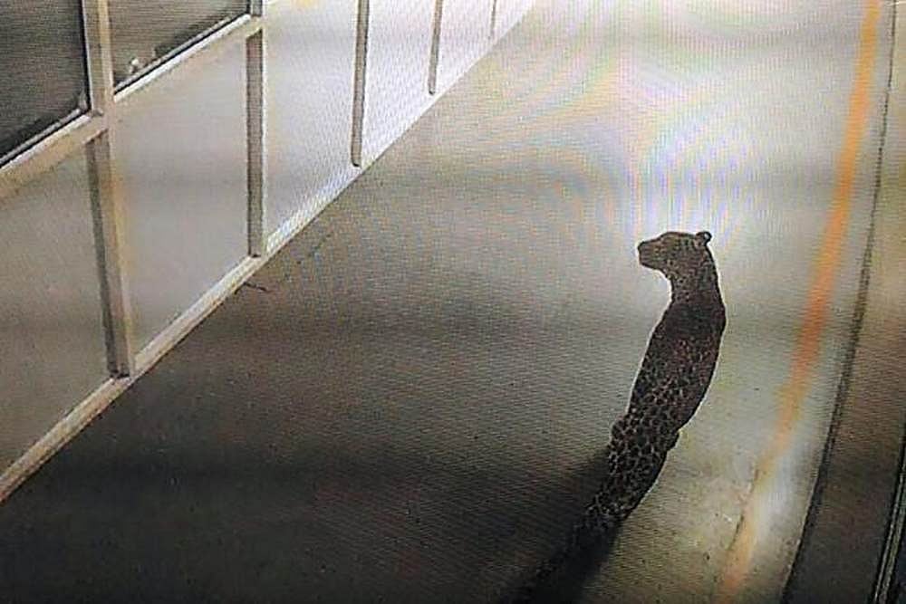 Leopard At Maruti's Manesar Plant Rescued After 36-Hour Operation