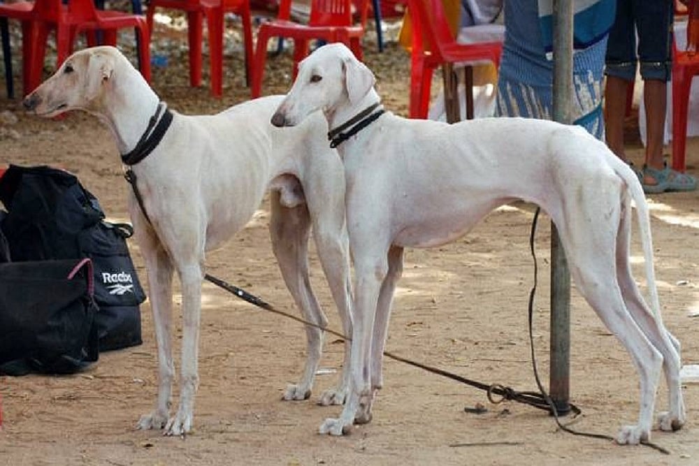 In A First, ‘Desi’ Canines To Serve Indian Army