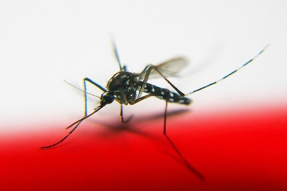 Scientists Detect New Strain of Dengue Virus That Originated In Singapore And Wrecked Havoc In Tamil Nadu And Kerala
