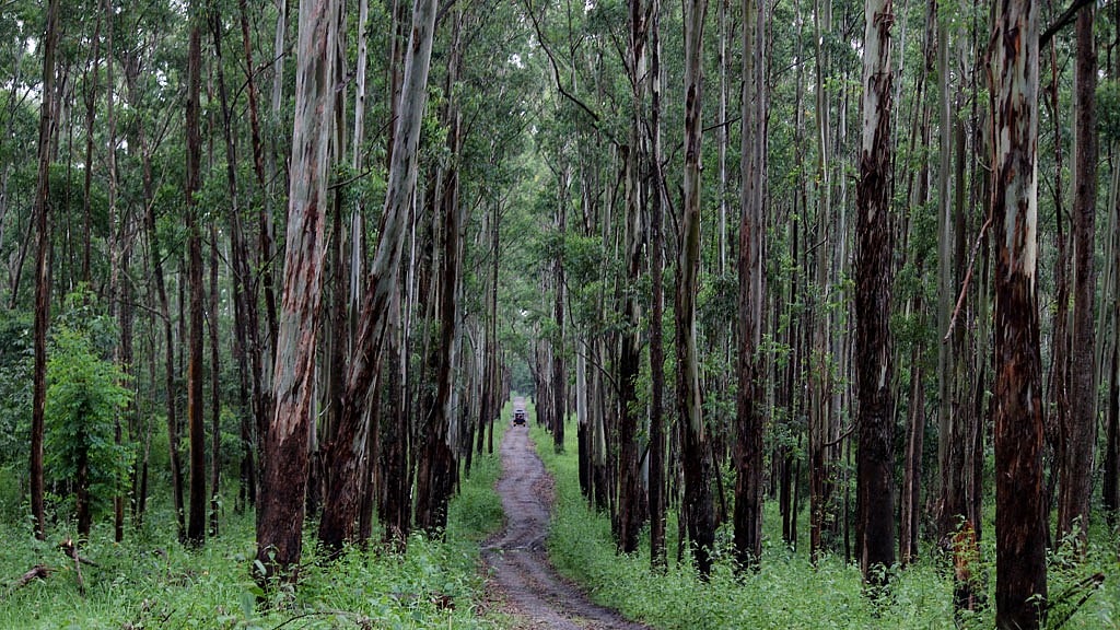 Maha: Bamboo Plantation Drive To Be Launched In Latur On Monday