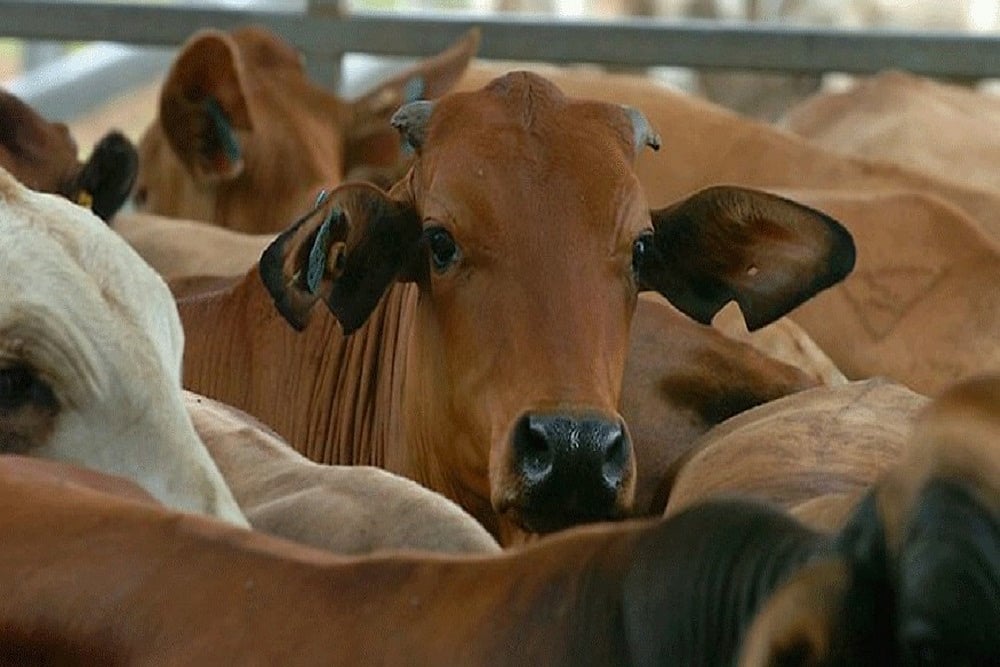 Dhanbad Police Foils Bid To Smuggle Cows To Bengal