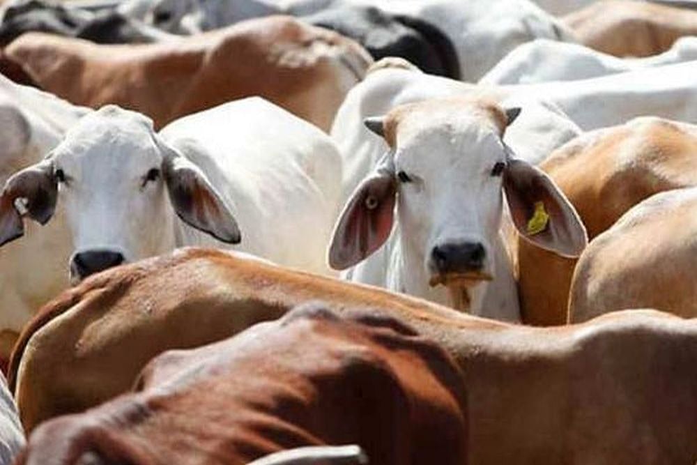 Abide By Cattle Transport Laws, Violation Of Them Cannot Be Countenanced: Delhi HC To Authorities