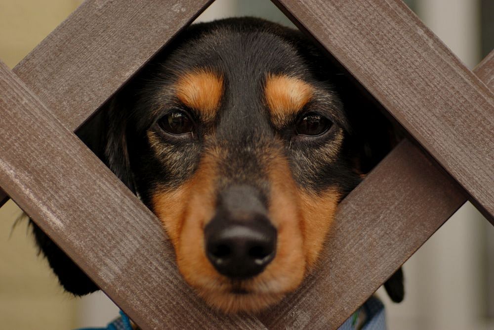 Caught In Ownership Duel, Dog Lands In Police Custody