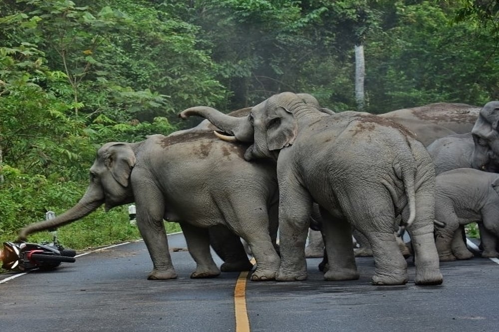 Man crushed to death by an elephant at Kadambur forest 