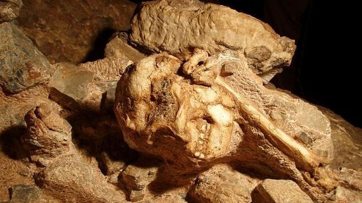 Scientists Find Nine Million Years Old Ape Fossils In Himachal