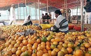 Computer Geeks Develop Algorithm To Detect Defects In Fruits And Grade Them Automatically