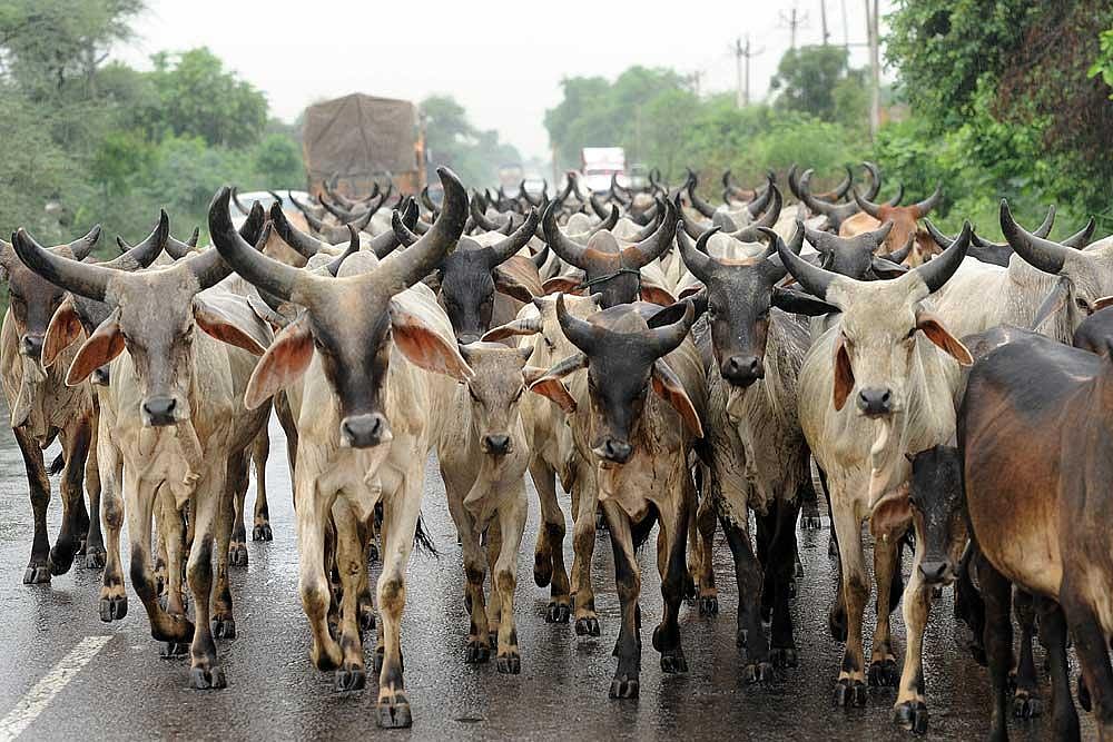 ‘Transporters Scared Of Riding Out With Buffaloes, Hindu Farmers Afraid Of Selling, Traders Shut Shop’