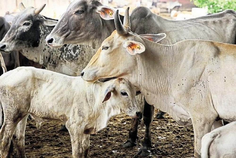 Under the notification, no person can slaughter “bulls, bullocks, cows, calves, male and female buffaloes, buffalo calves and castrated bulls” without first obtaining a certificate declaring the animal fit for slaughter. - File photo; Representative image