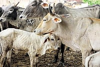 File photo; Representative image : Under the notification, no person can slaughter “bulls, bullocks, cows, calves, male and female buffaloes, buffalo calves and castrated bulls” without first obtaining a certificate declaring the animal fit for slaughter.