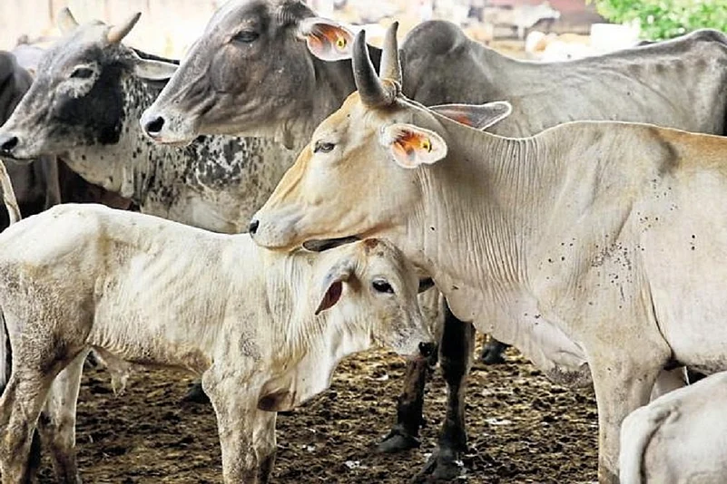 West Bengal animal slaughter rules 2026, fit certificate requirement slaughter India