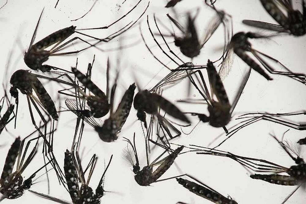 Fearing Adverse Travel Advisory During Vibrant Gujarat, Did State Government Delay Zika Virus News? - null
