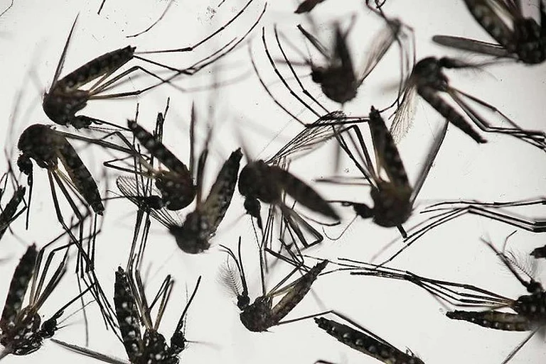 Fearing Adverse Travel Advisory During Vibrant Gujarat, Did State Government Delay Zika Virus News? - null