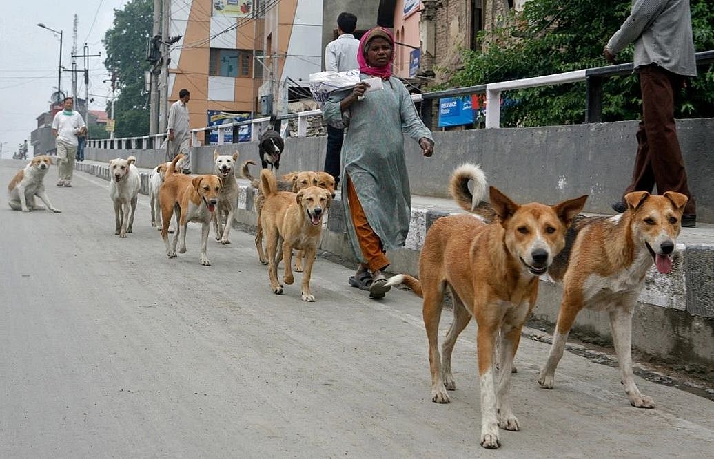 Dogs Are A Major Threat To Wild Species, Caused Extinction Of 11 Animals