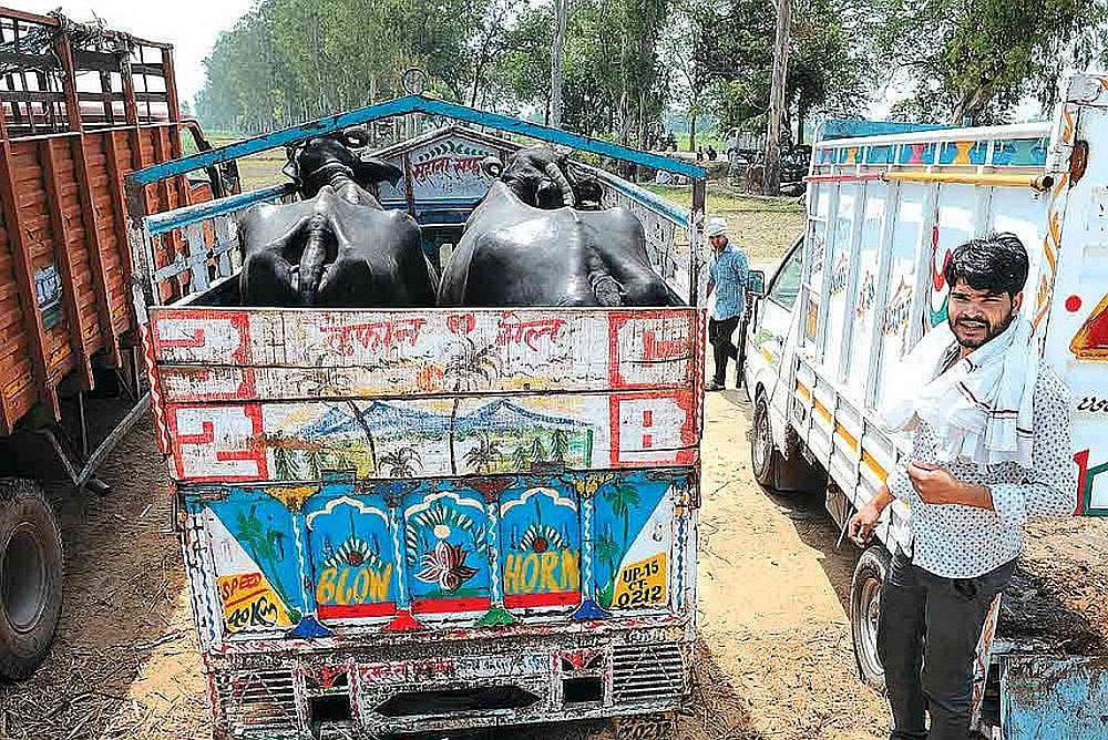 Calcutta High Court Reserves Verdict On Pleas Challenging Bengal’s Eid Slaughter Rules - null