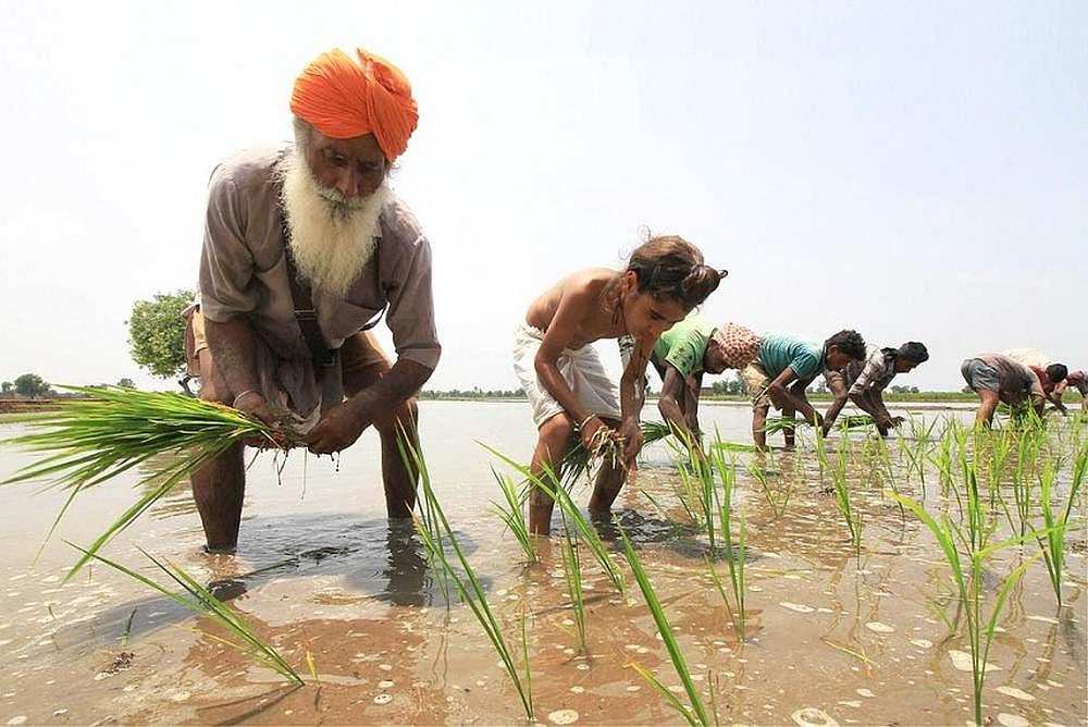 Insurance Companies Made Rs 10,000 Cr Profit Out Of Modis Crop Insurance Scheme: CSE Report
