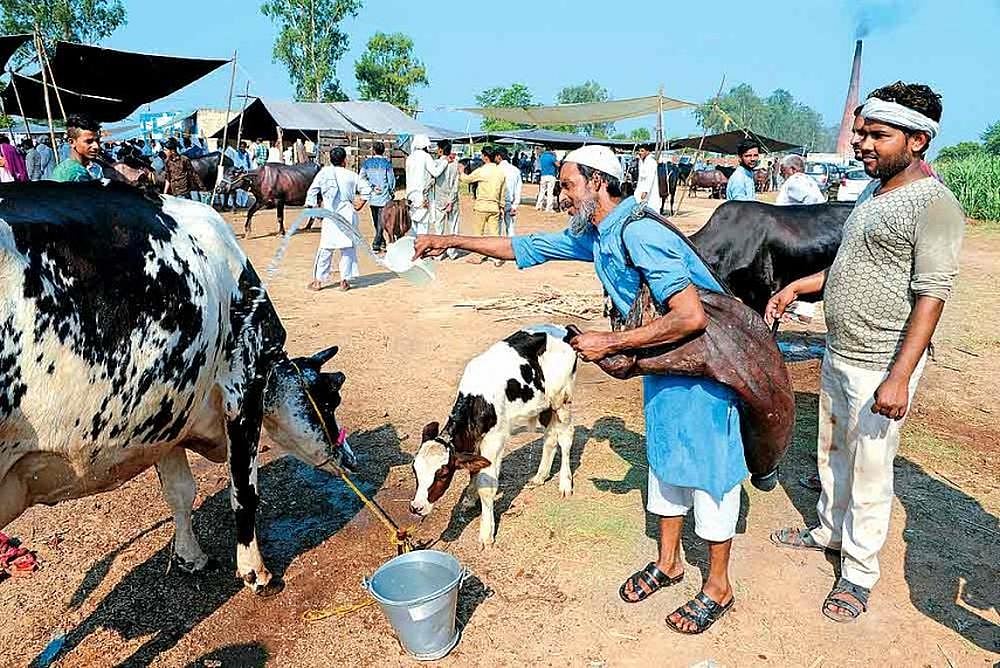 Cow Slaughter Ban: Madras HC Stay Order To Continue, Says Supreme Court - null