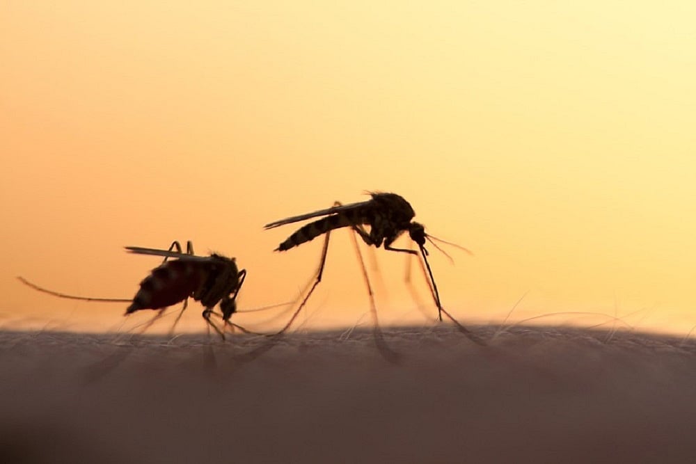 File representative image : Monitoring the confirmed dengue cases admitted to district hospitals and follow-up visits are being conducted, the state govt said.

