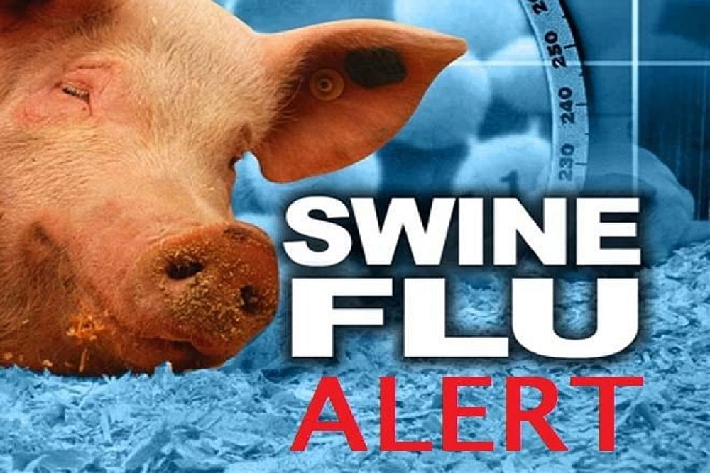 African Swine Fever Reported In Kerala's Kottayam