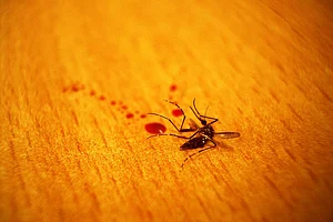 Japan: Twitter Deactivates User's Account For Posting Picture Of Dead Mosquito
